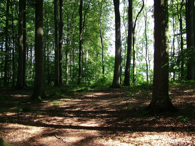 Atelier « promenons-nous dans les bois » — Fête de la nature