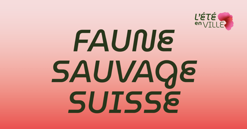Dessin d’animaux de la faune sauvage suisse